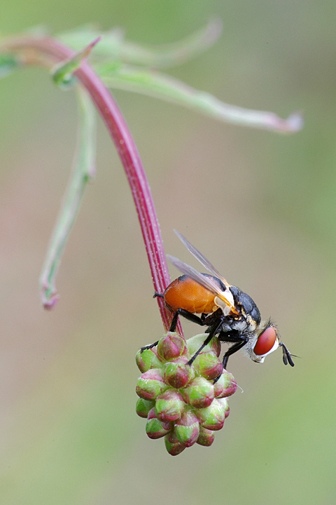 Gymnosoma sp. (Tachinidae)